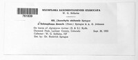 Ascochyta utahensis image